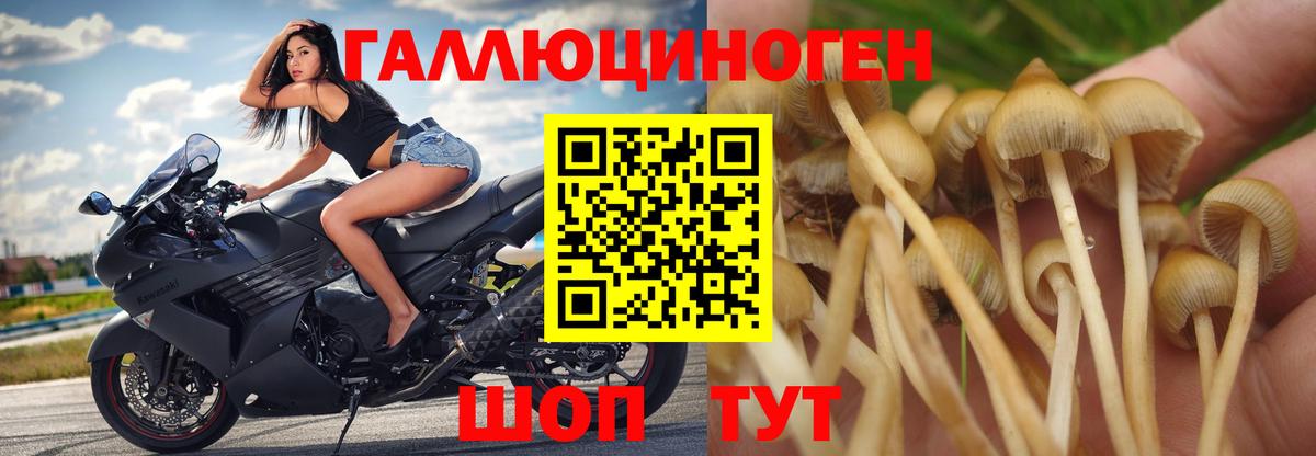 Волхов  Галлюциногенные грибы прущие грибы  Вход с VPN  Псилоцибиновые грибы Psilocybine cubensis 